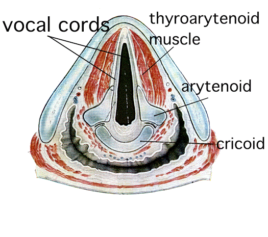 glottis2.gif